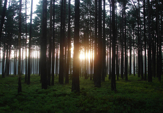 Puujõud